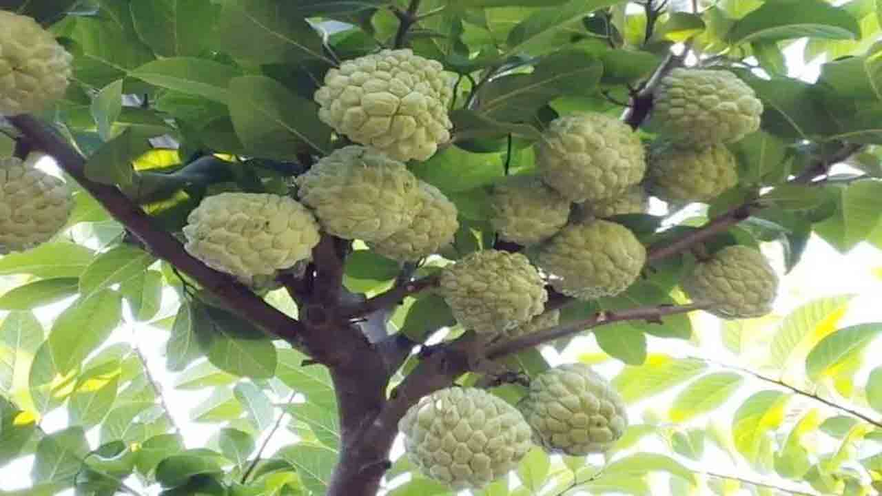 మధుర సీతాఫలం