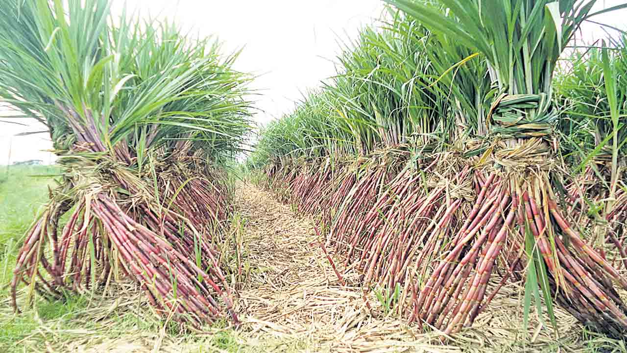 తీపి పంటకు చేదు అనుభవం