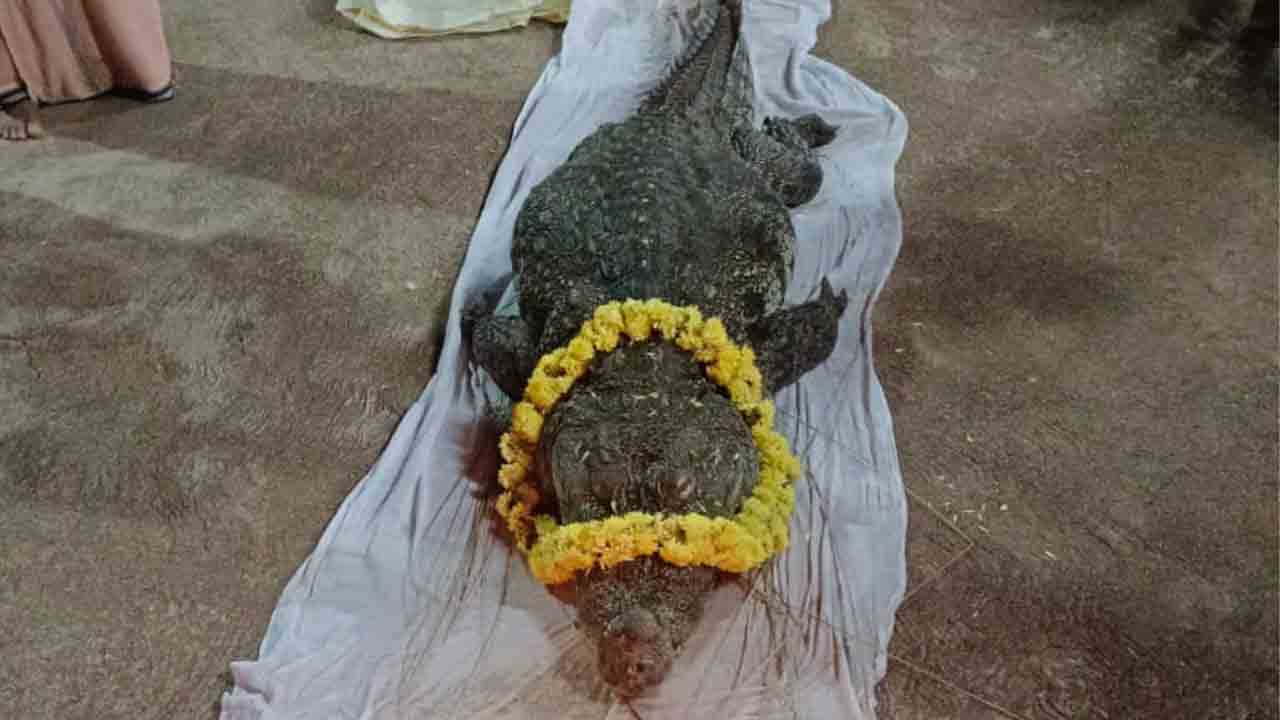 అనంత పద్మనాభుని మొసలి మృతి