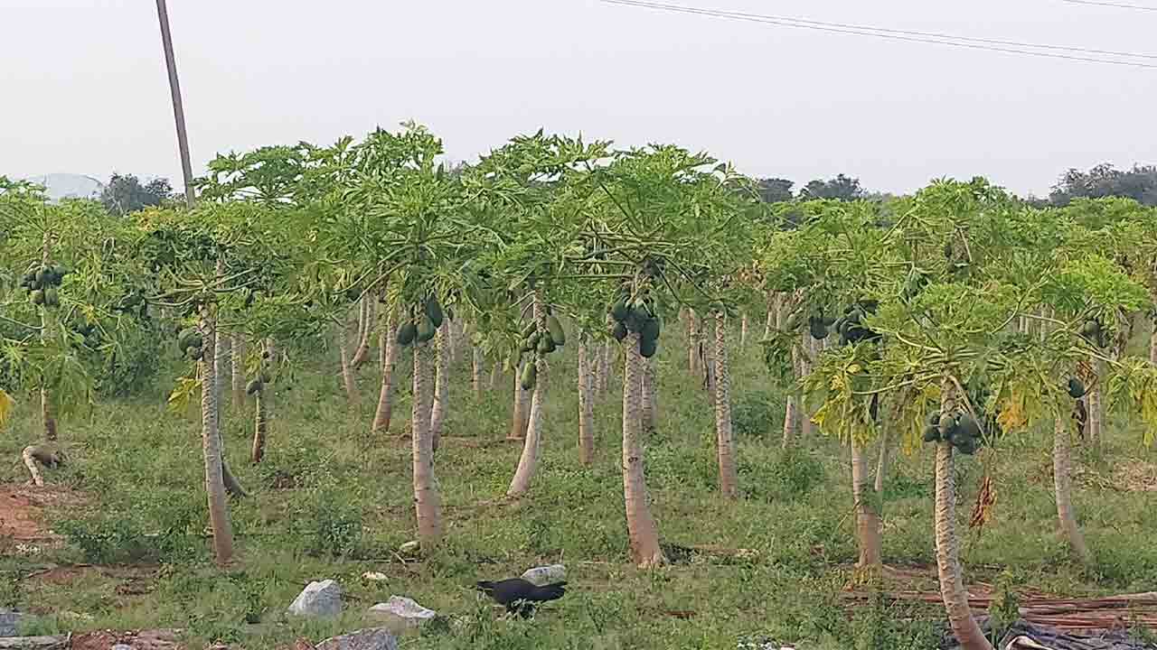 బొప్పాయి సాగు.. లాభాలు మెండు