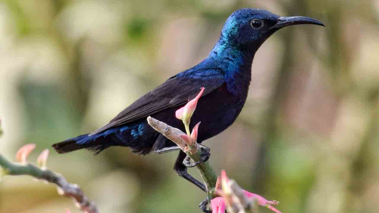 సర్కారువారి ప్రయోగశాల