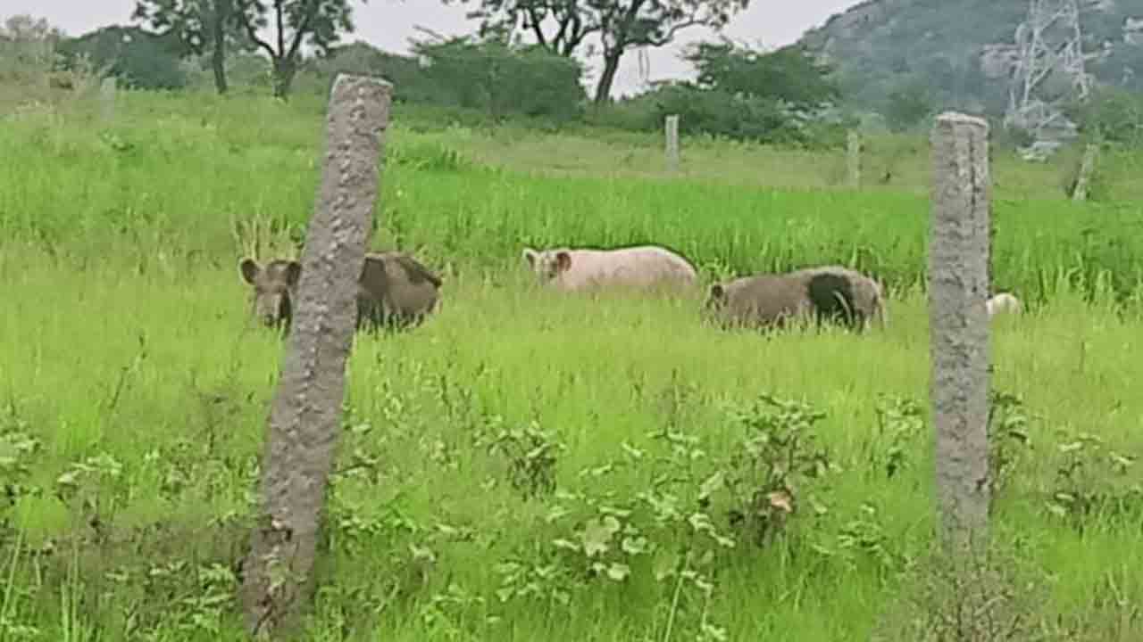 పందులతో పంటలు నాశనం