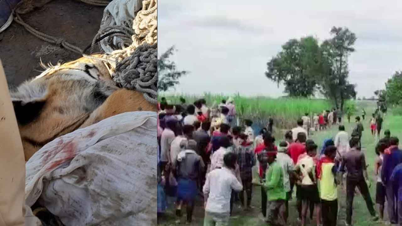 తొమ్మిది మందిని చంపిన ఆ పెద్ద‌పులి హ‌తం