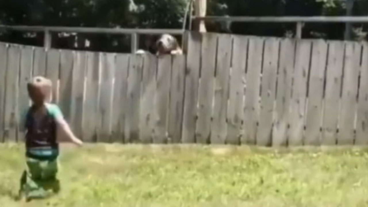 ఫెన్సింగ్ అవతల ఉన్న కుక్కతో పసివాడి ఆట.. వైరల్ అవుతున్న వీడియో