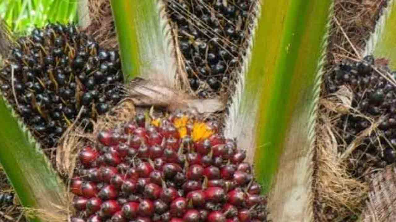 ‘మిషన్ ఆయిల్పామ్’పై మీనమేషాలు