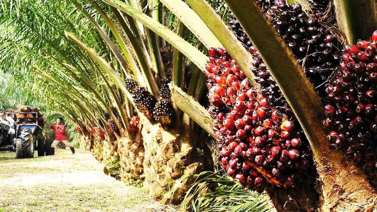 ఆయిల్పామ్ సాగు.. లాభాలు బాగు