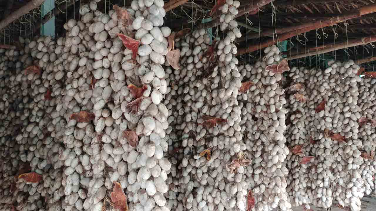 సిరుల పట్టు