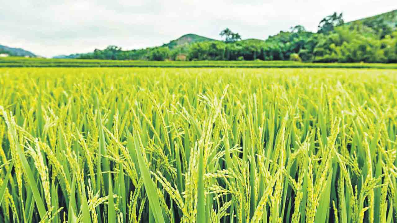 బియ్యానికి కటకట.. ఆహార సంక్షోభం దిశగా ప్రపంచం