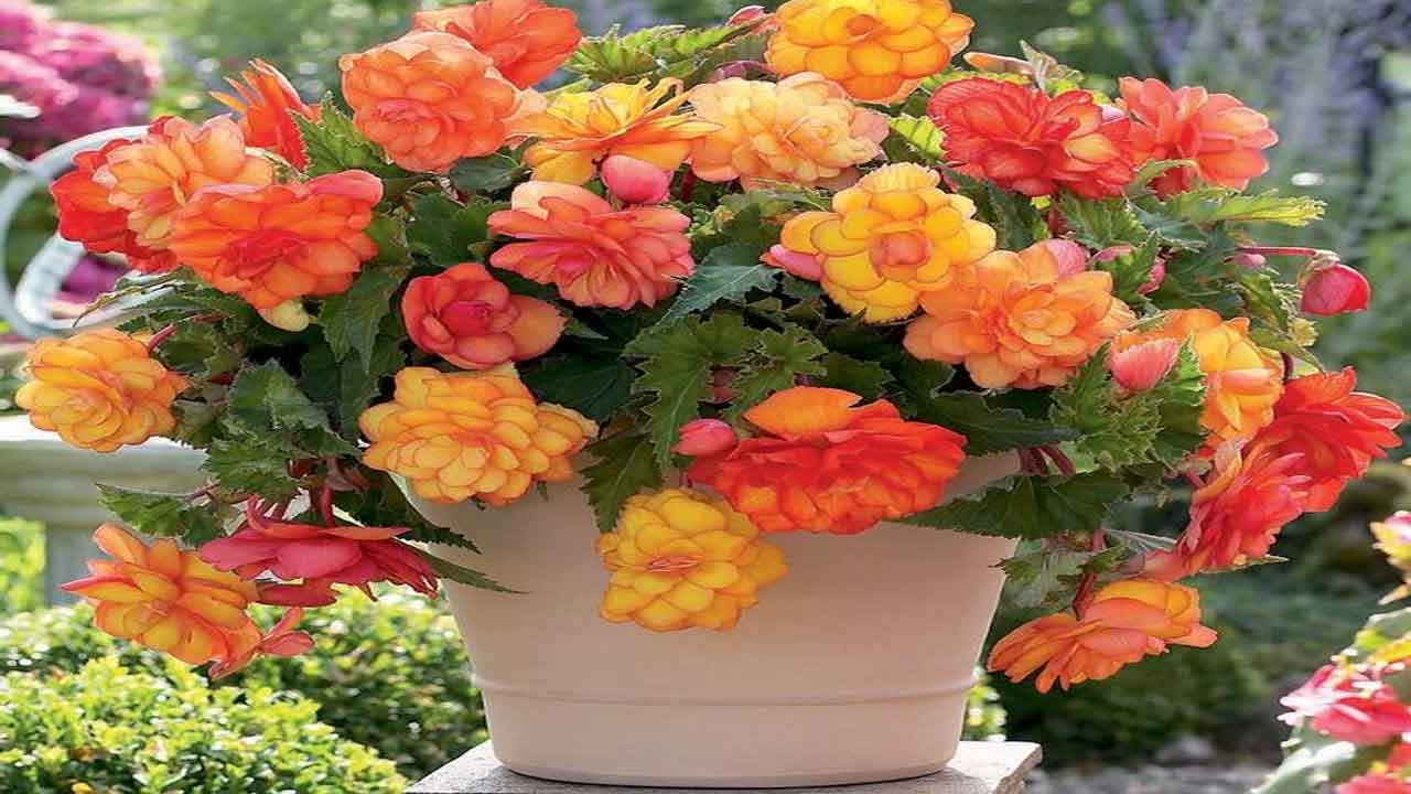 Begonia Plant | బాల్కనీలో బెగోనియా మొక్కల పెంపకంతో ఇంటికి శోభ..!