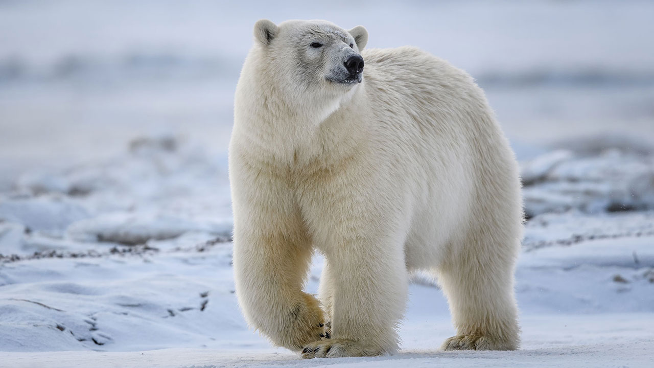 Polar Bear | ఎలుగుబంటి నేర్పుతున్న జీవిత పాఠం.. నెట్టింట తెగ వైరల్ అవుతున్న వీడియో