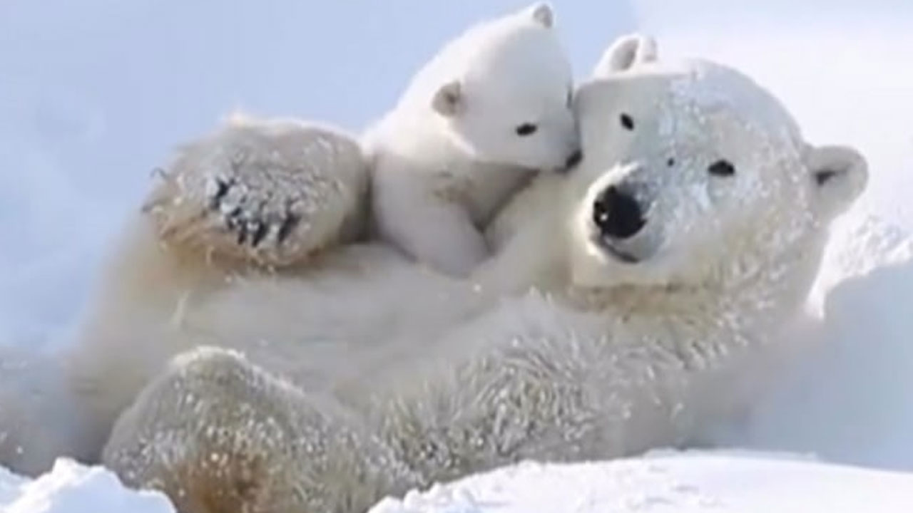 Polar Bear | మంచులో పడుకుంటే డిస్టర్బ్ చేసిన బిడ్డను ముద్దుచేసిన ధ్రువపు ఎలుగుబంటి.. వీడియో వైరల్!