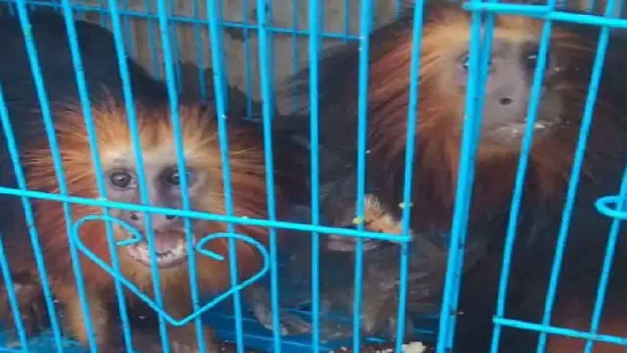 Smugglers tricks | విదేశీ జంతువుల స్మగ్లింగ్ ఆటకట్టు.. రూ.34 కోట్ల డ్రగ్‌ పట్టివేత