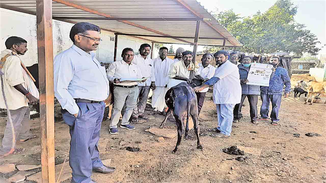లంపీస్కిన్‌ ప్రాణాంతకమైనది కాదు