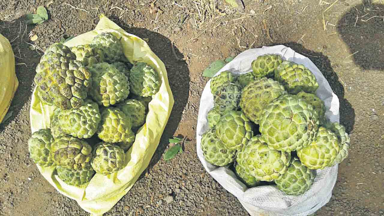 సీతాఫలం.. లాభాలు ఘనం