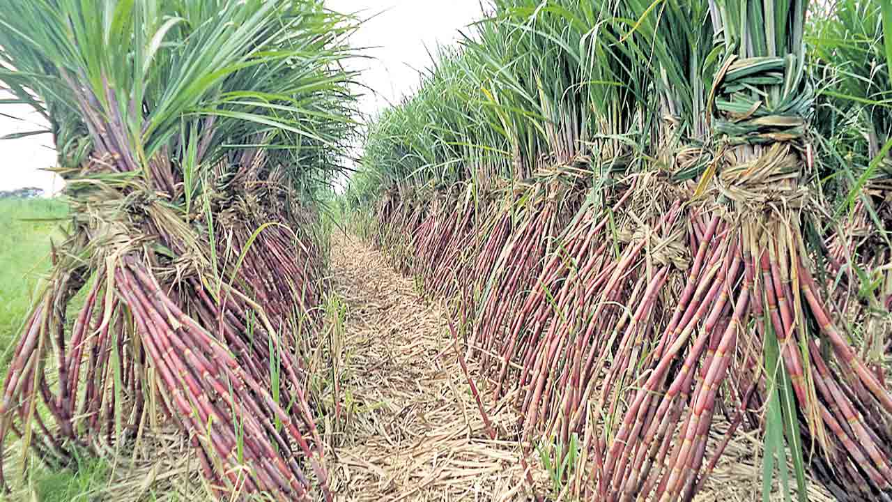 సిరుల చెరుకు