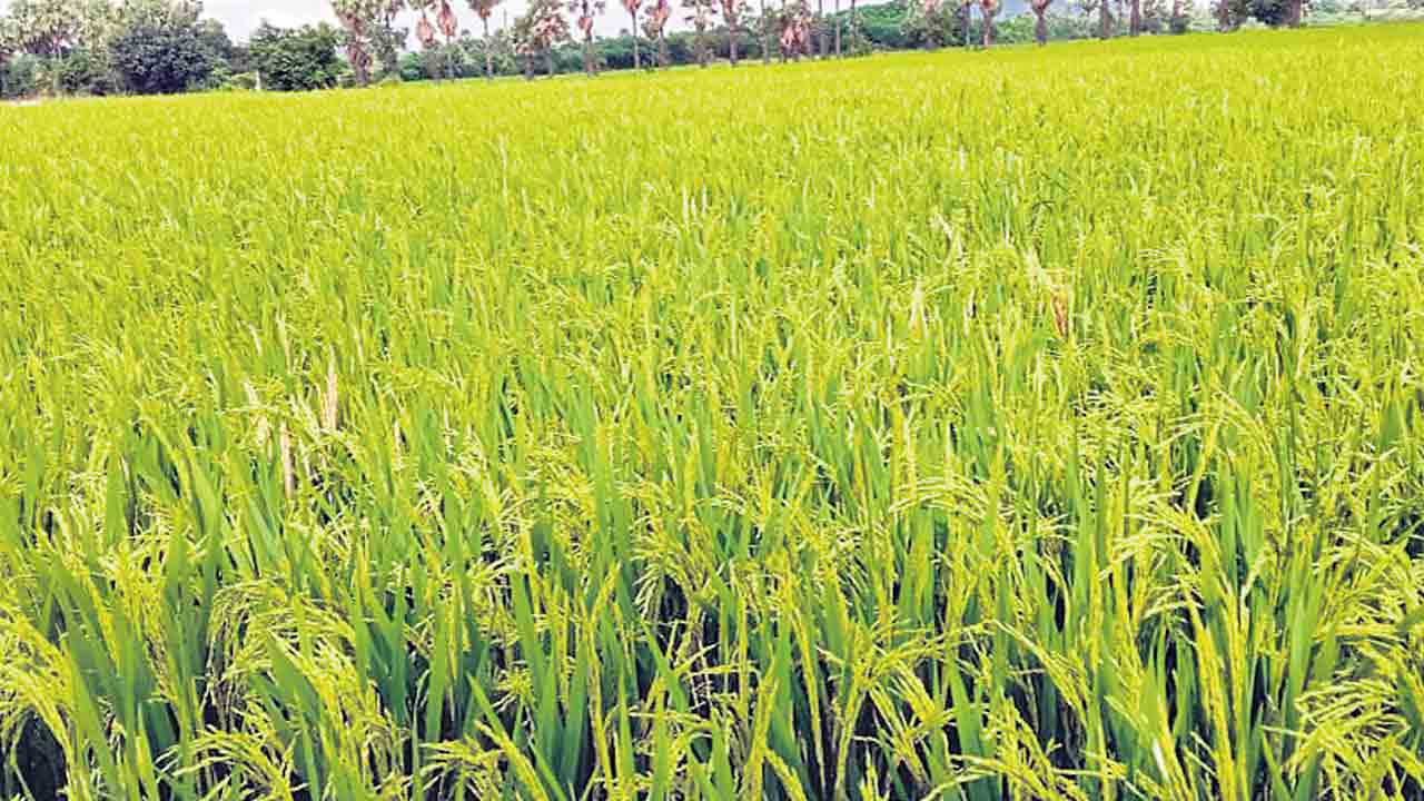 తెగుళ్లతో.. జాగ్రత్త