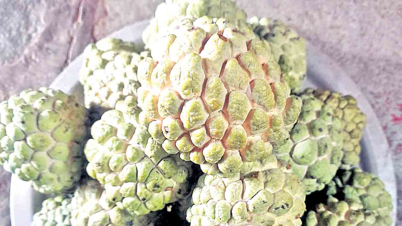 సీతాఫలాల సీజన్‌ పేదవాడి ఉపాధికి ఊతం