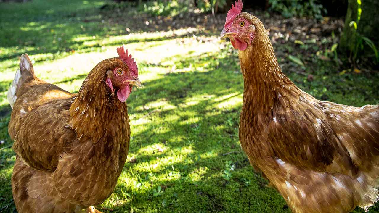 backyard chickens | పెరట్లో కోళ్ల పెంపకం.. అధిక ఆదాయానికి జాగ్రత్తలు