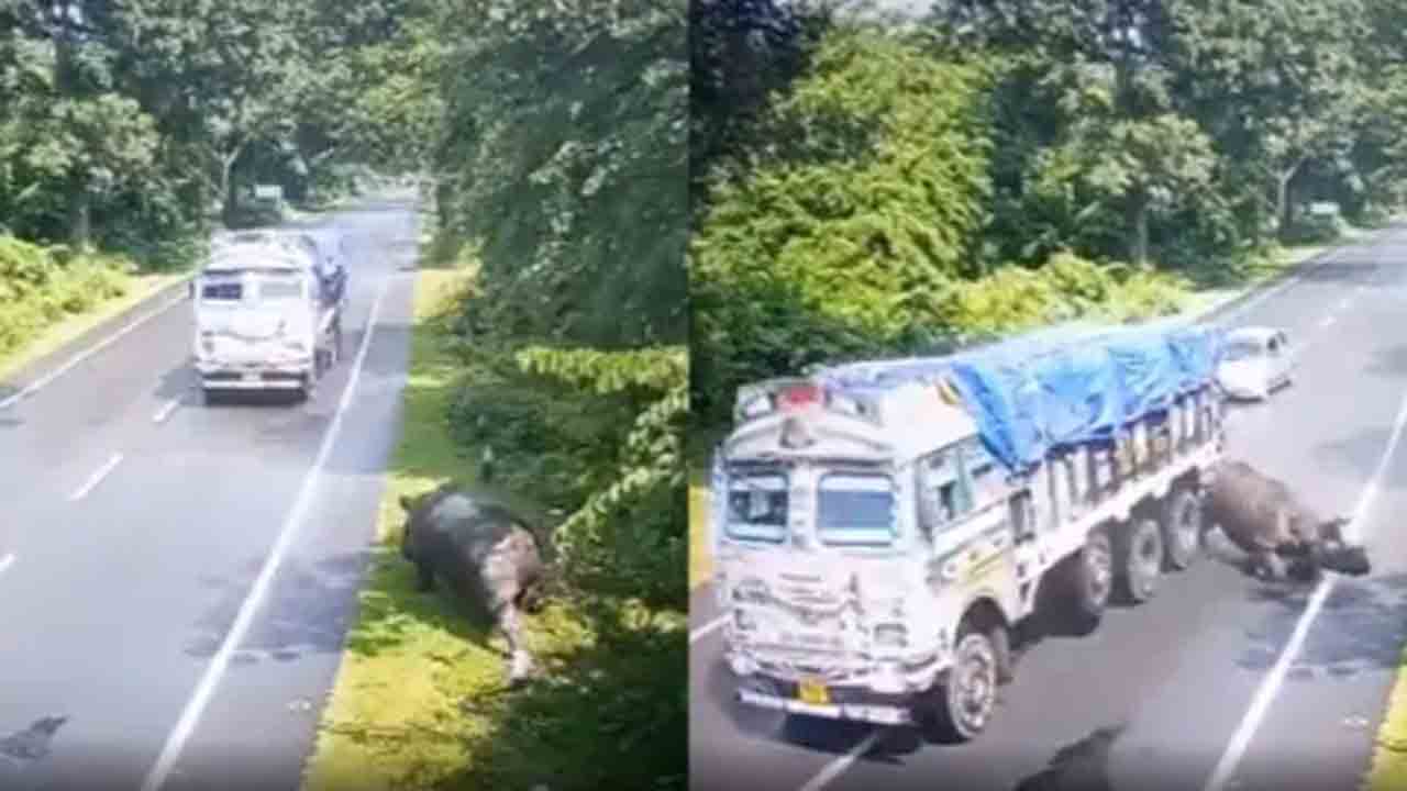 Watch: లారీని ఢీకొట్టిన ఖడ్గమృగం… తర్వాత ఏం జరిగిందంటే!