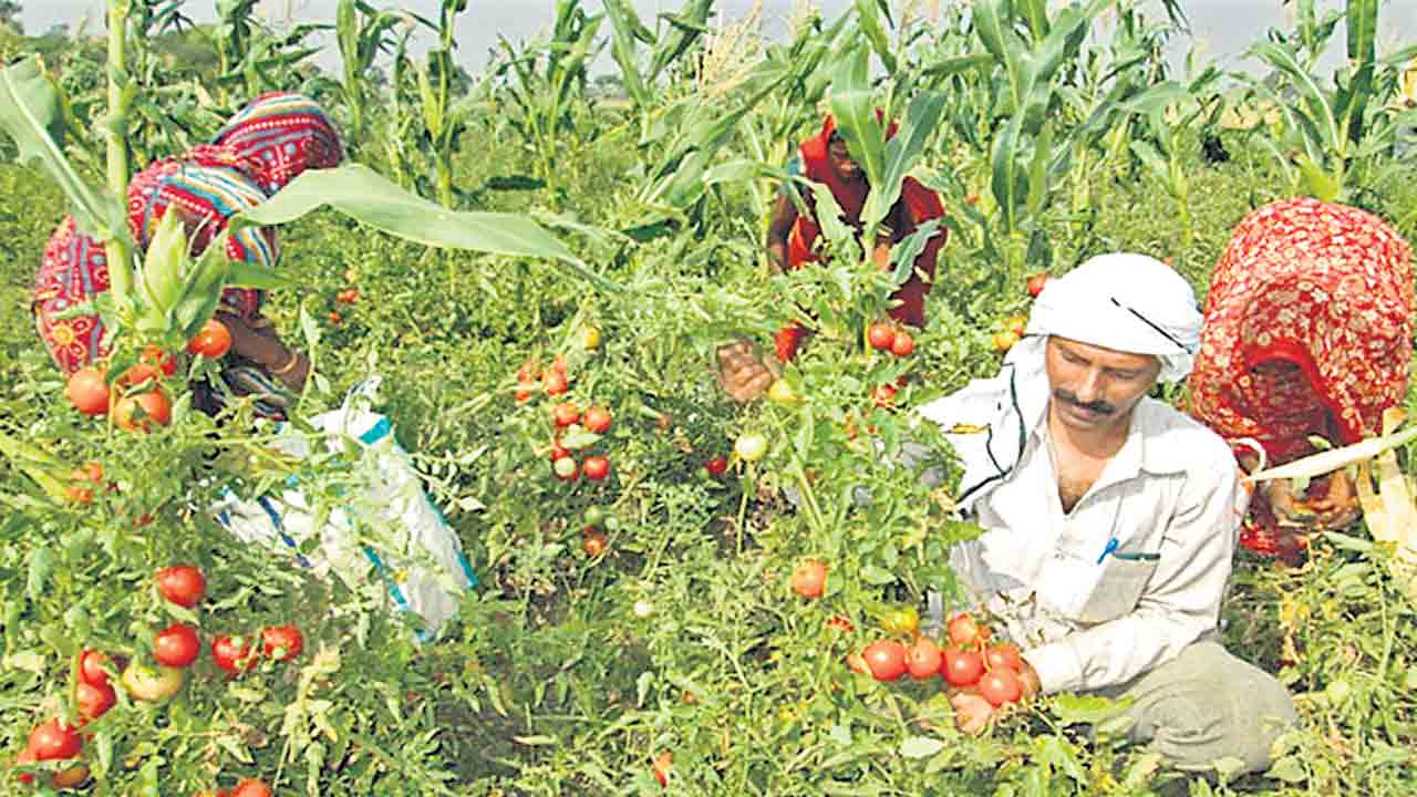 కూరగాయల సాగు అంతంతే