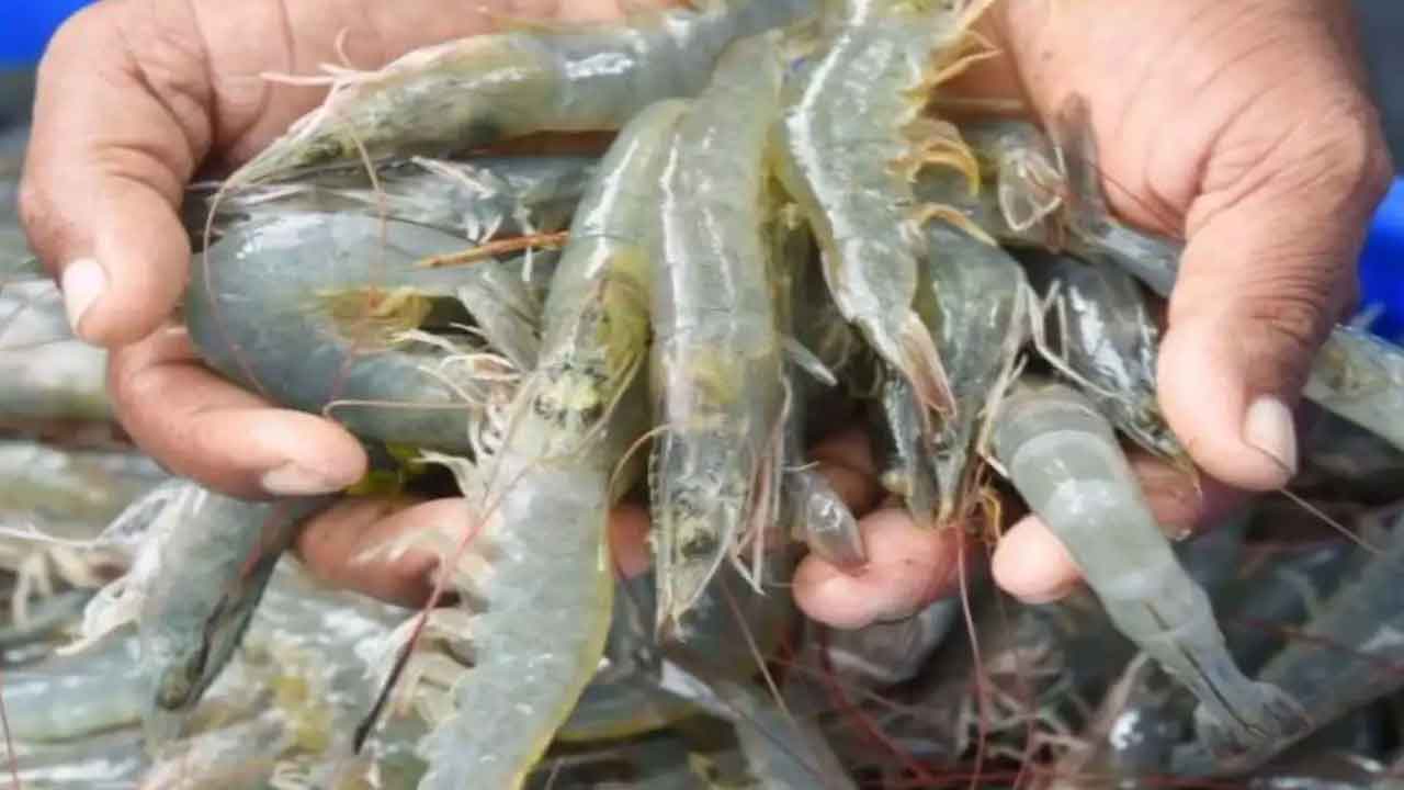 Prawns cultivation | రొయ్యల పెంపకంతో అధిక ఆదాయం.. ఎలాంటి ఏర్పాట్లు చేసుకోవాలంటే..?