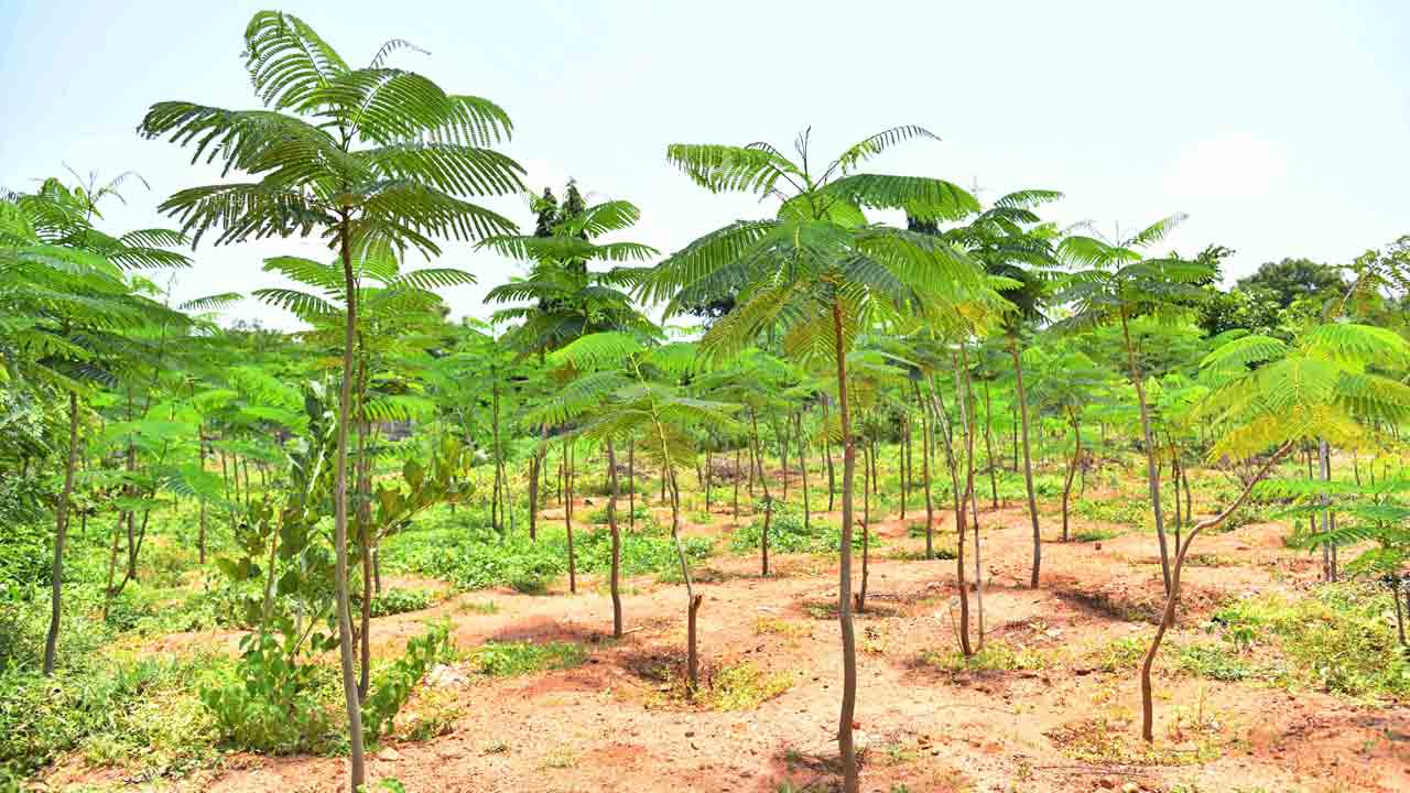 8వ విడత హరితహారం సక్సెస్‌