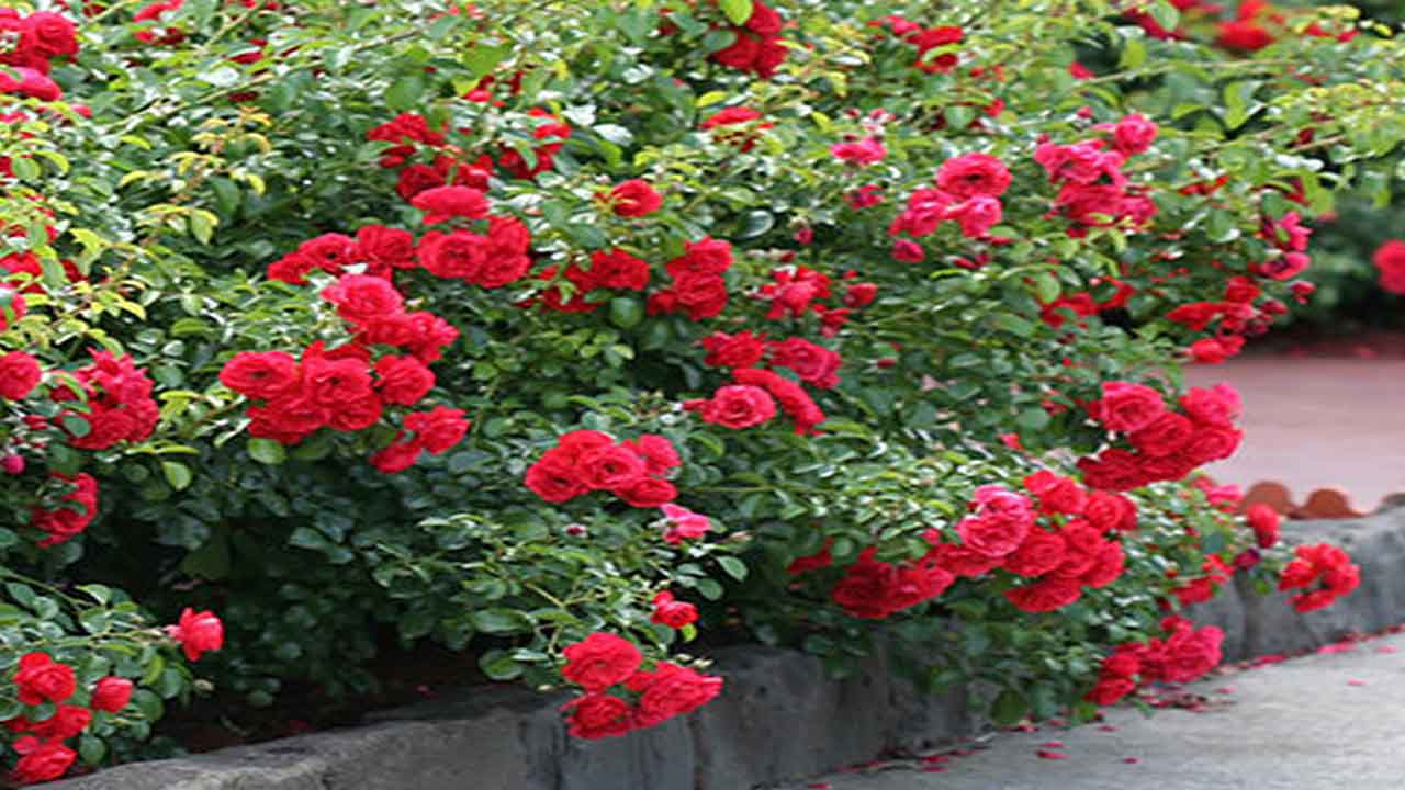 Rose Flowers | ఏపుగా గులాబీలు పూయాలంటే.. ఇలా చేయండి..?!