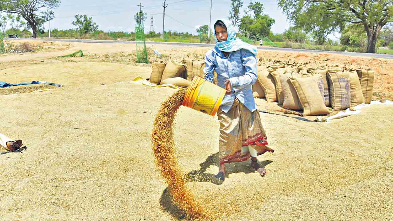 నూక తక్కువ వరి విత్తనాలు.. 8 రకాల విత్తనాలను సూచించిన అగ్రి వర్సిటీ
