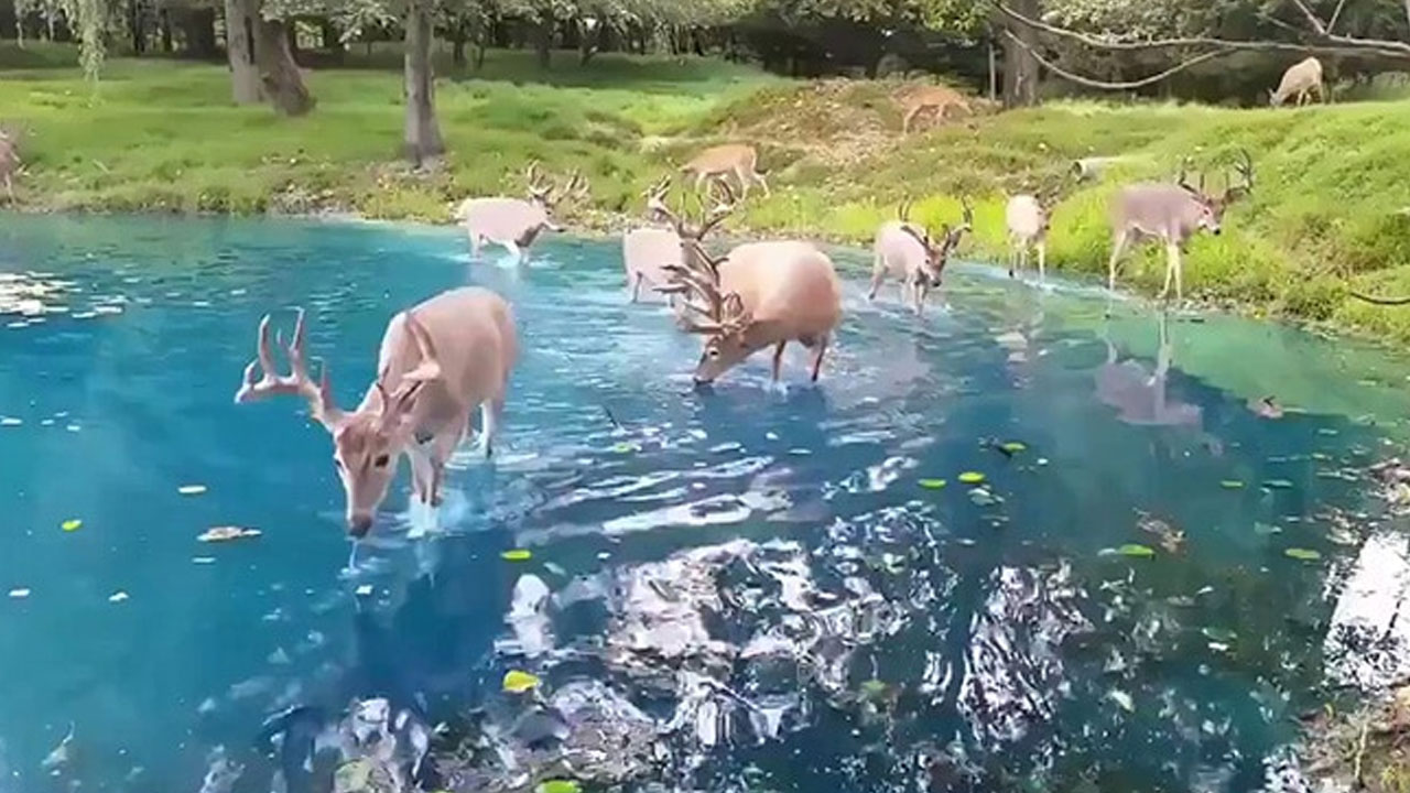 Viral Video | ఇది నిజమా? లేక గ్రాఫిక్సా?.. నీళ్లు తాగుతున్న జింకల వీడియో వైరల్