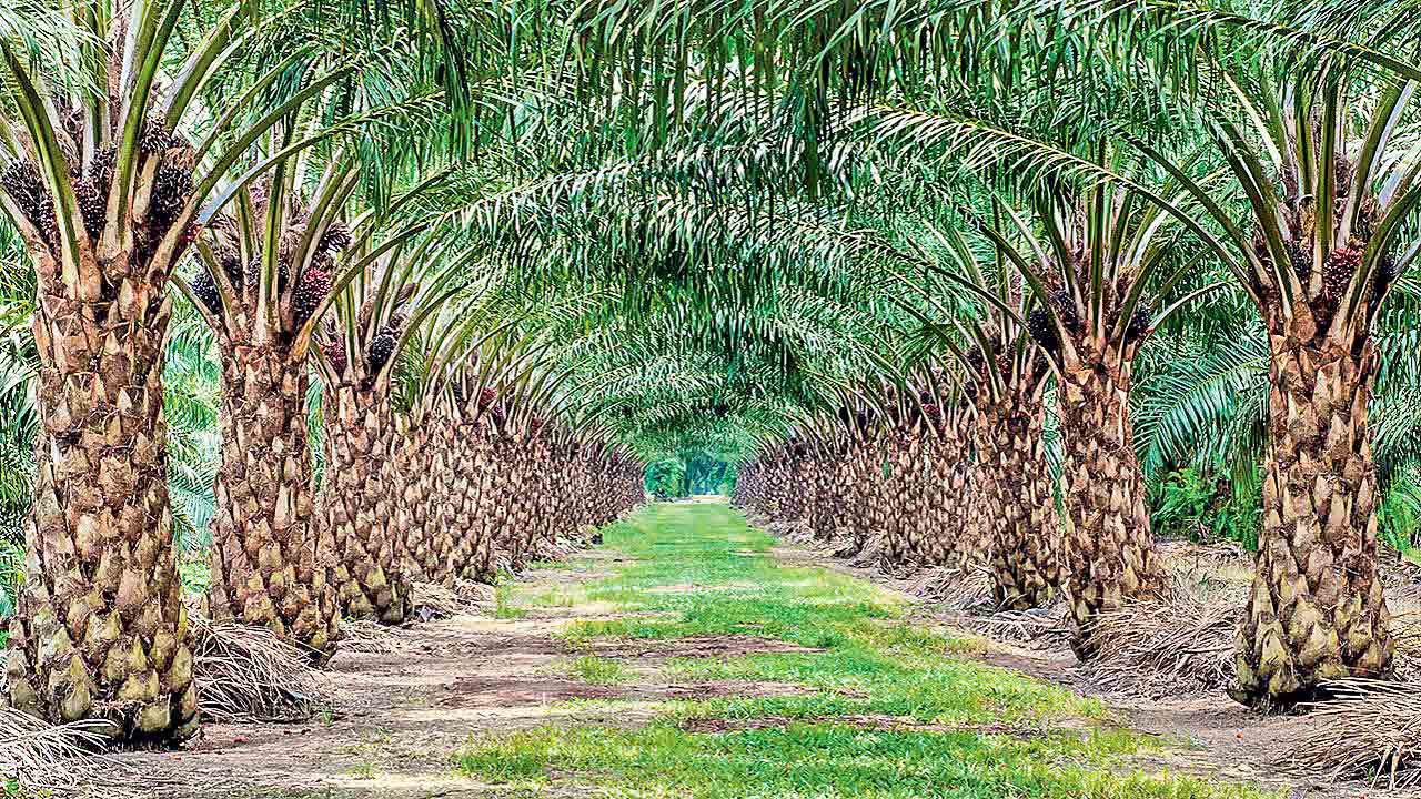 ఆయిల్‌పామ్‌ సాగుపై ఫోకస్‌