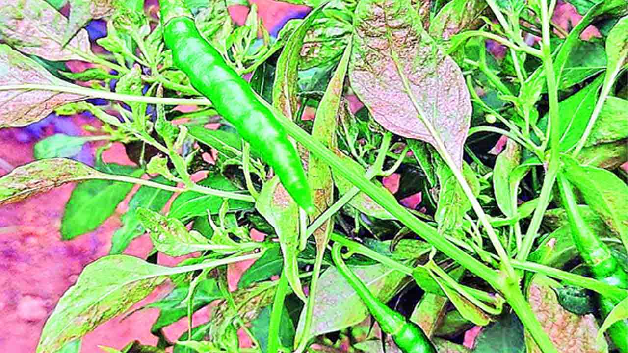 మిరుప పూతలో తామర పురుగులు