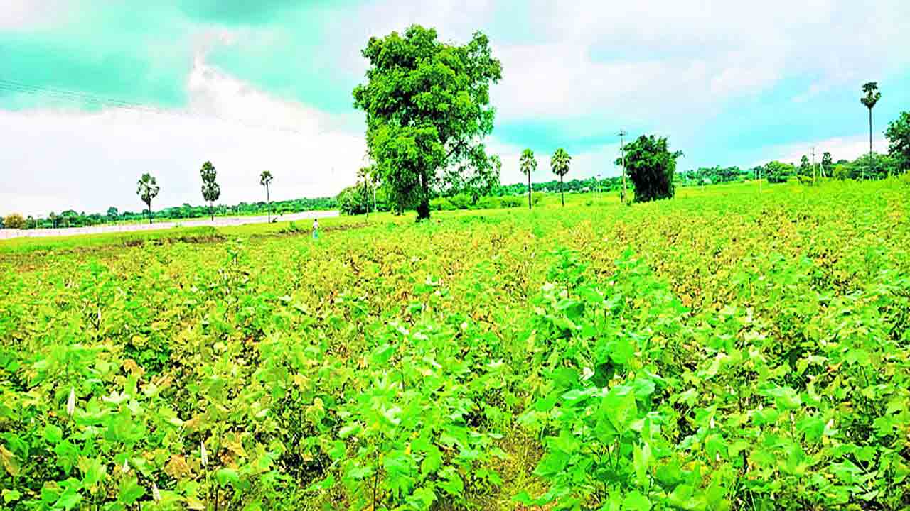 అధిక వర్షాలతో దెబ్బతింటున్న పంటలు