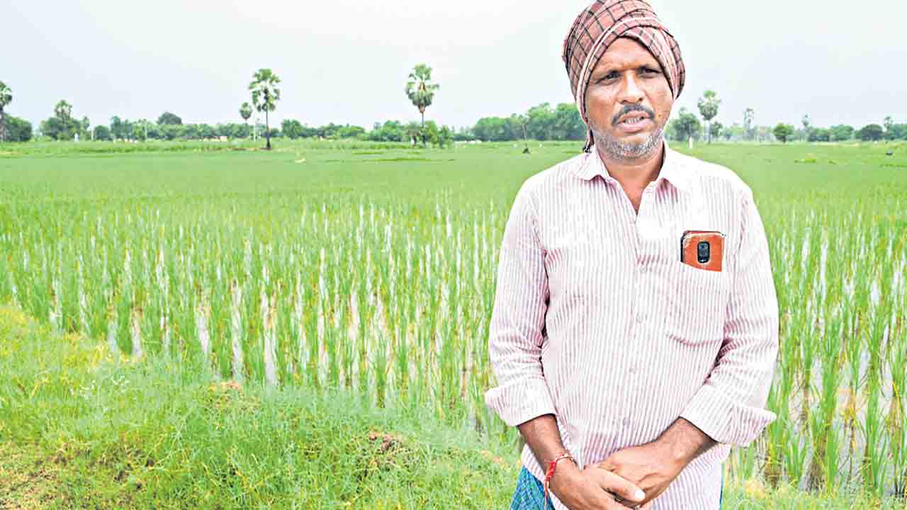 ఎకరం పొలంలో ఏడుపుట్ల వడ్లు