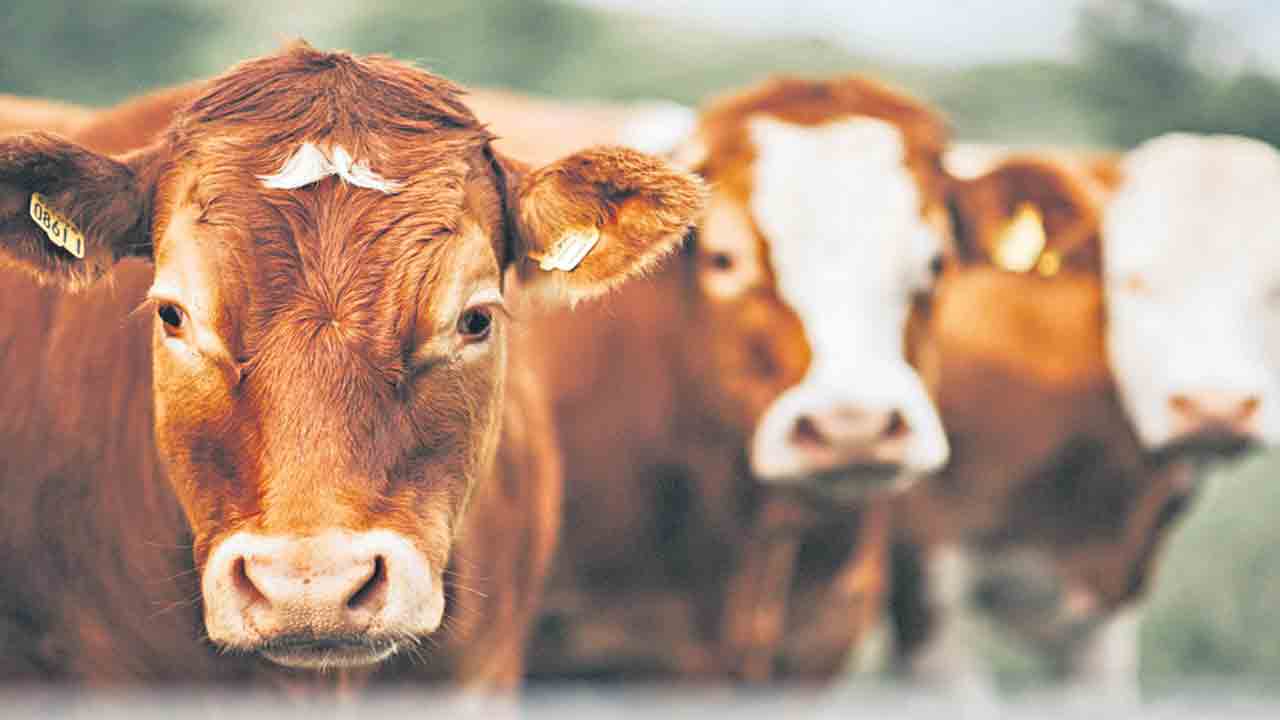 లంపీస్కిన్‌పై అధికారులు అప్రమత్తం