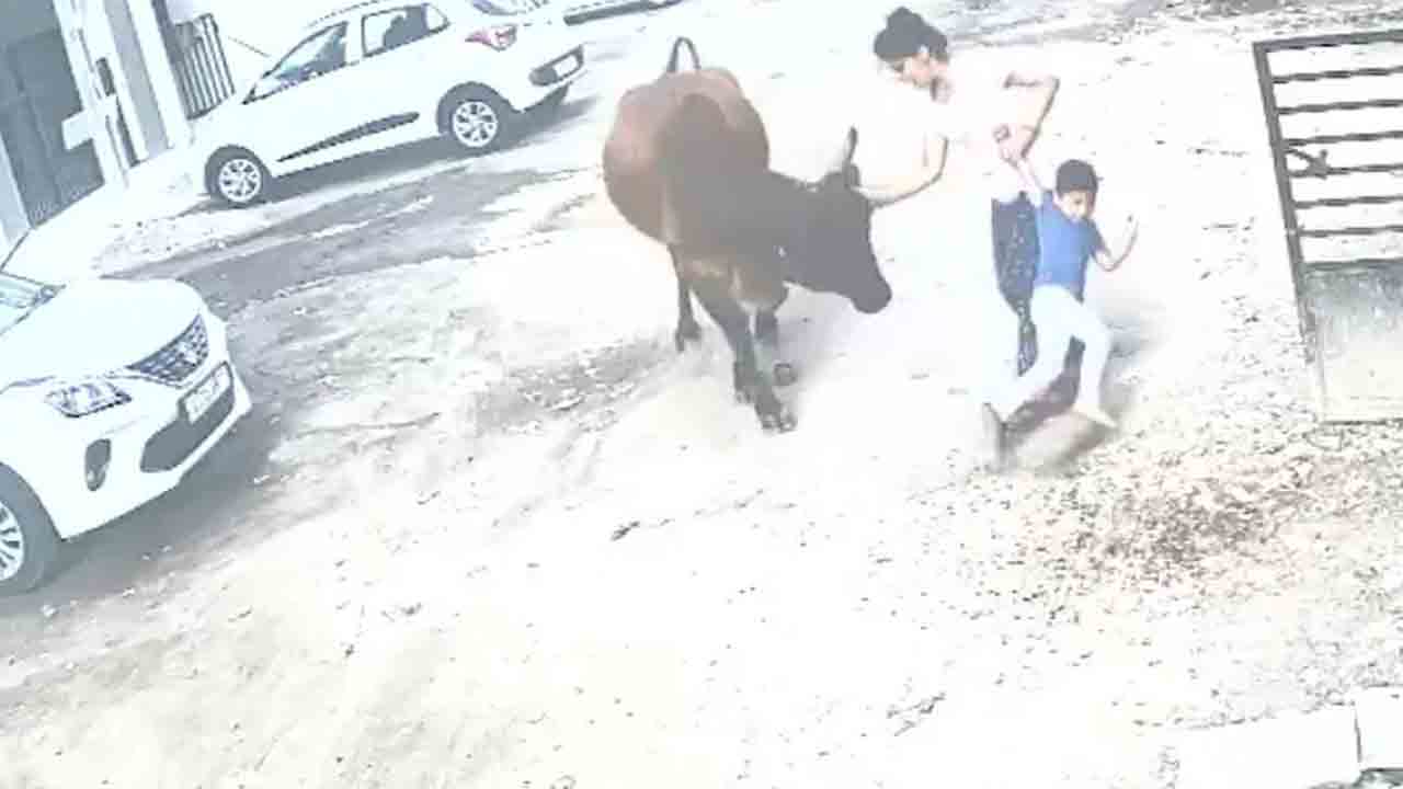 ఆవు దాడి నుంచి బిడ్డను కాపాడుకున్న తల్లి.. వీడియో వైరల్