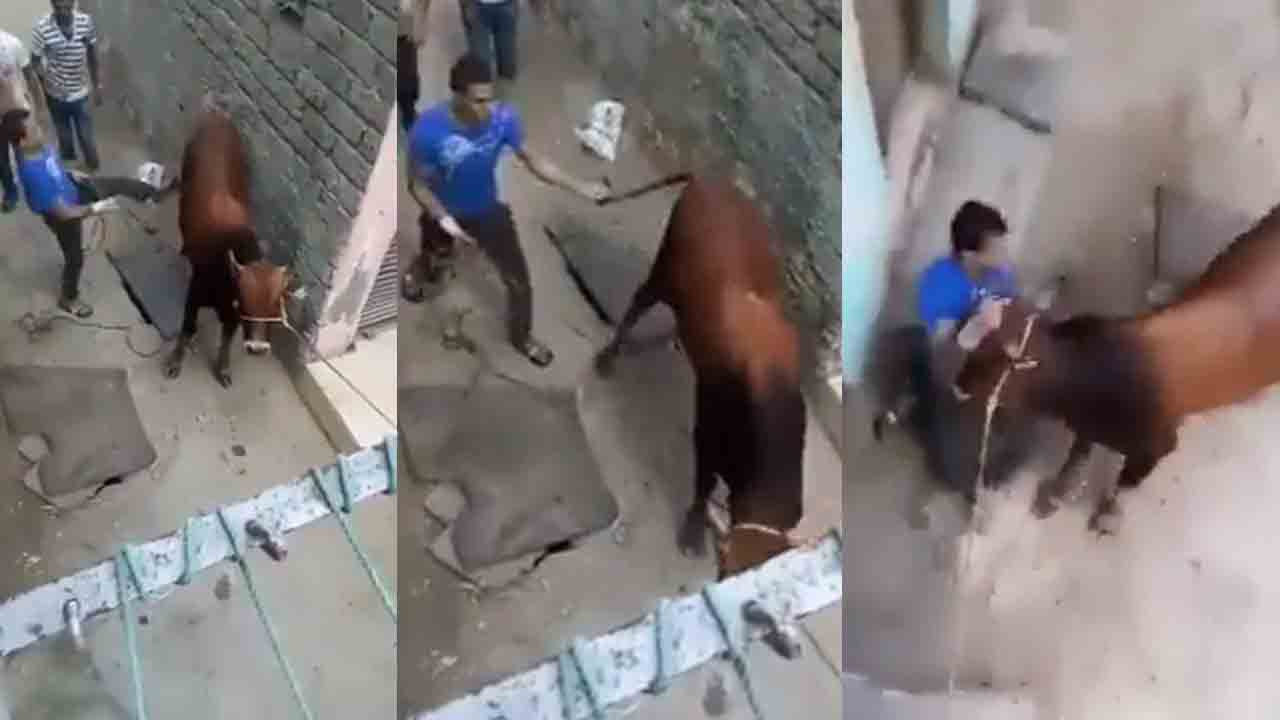 గోమాతపట్ల కర్కశంగా వ్యవహరించిన వ్యక్తి.. చివరకు ఏమైందో చూడండి..!