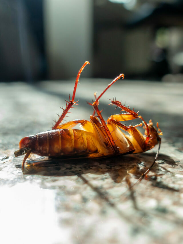 బొద్దింకలను ఇలా తరిమికొట్టండి