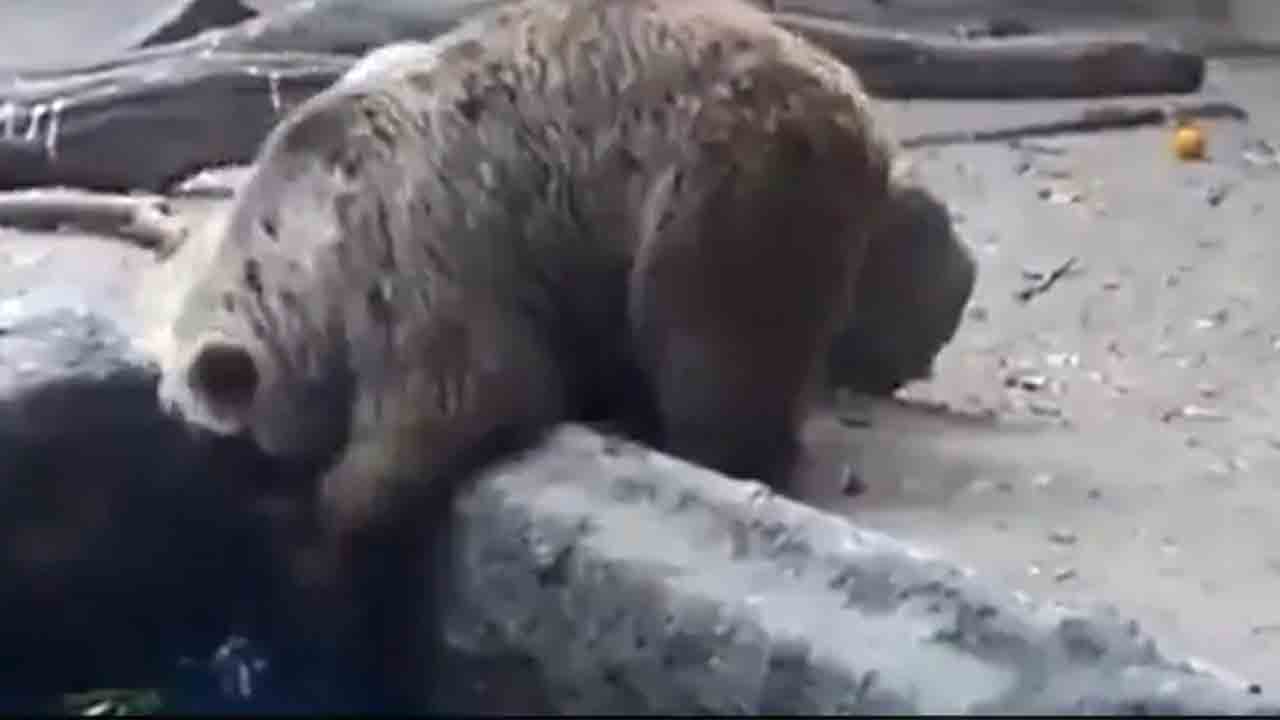 కాకిని కాపాడిన ఎలుగుబంటి.. వీడియో వైరల్