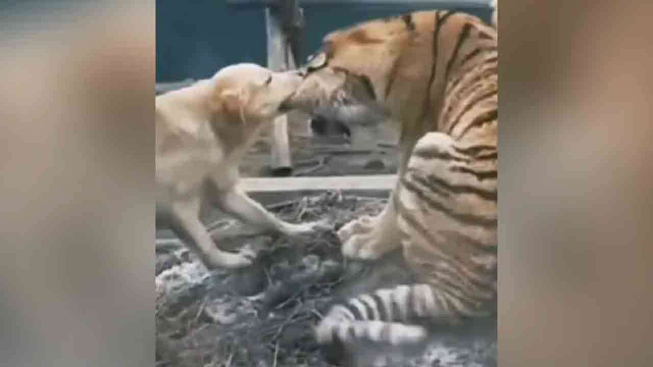 పులి వ‌ర్సెస్ కుక్క‌.. ఏం జ‌రిగిందో తెలుసా..? వీడియో