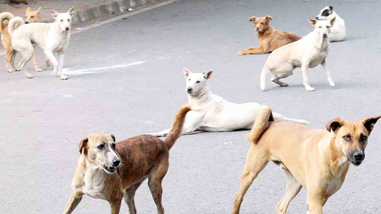 శునకాలతో జాగ్రత్త