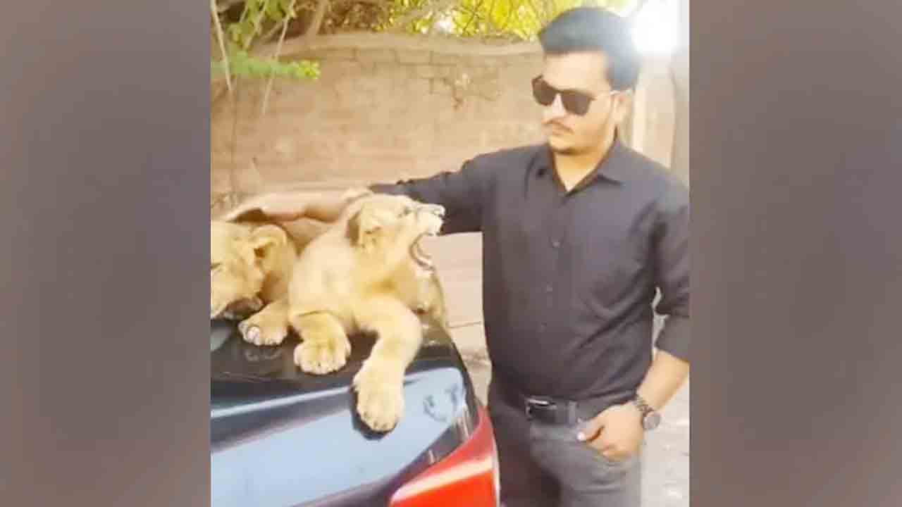 Viral Video: సింహం పిల్లల గర్జన చూశారా..!