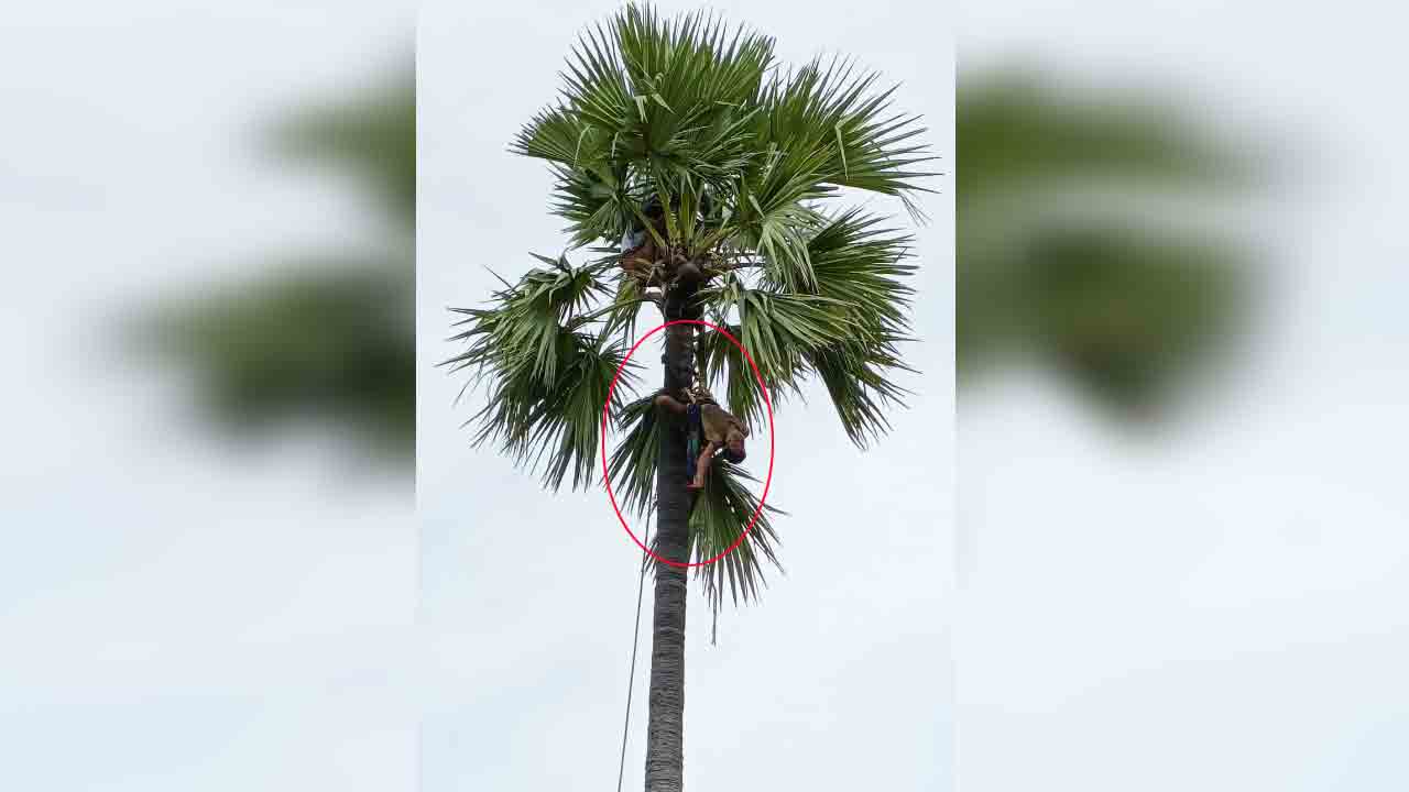 4 గంటలు నరకయాతన.. తలకిందులుగా వేలాడిన గీతకార్మికుడు