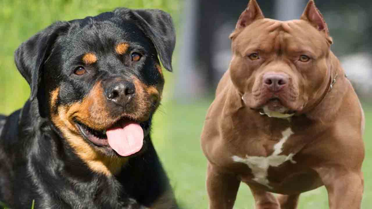 ఆ రెండు బ్రీడ్‌ డాగ్స్‌ను పెంచితే రిజిస్ట్రేషన్‌ తప్పనిసరి..! లేకుంటే జరిమానా తప్పదు!