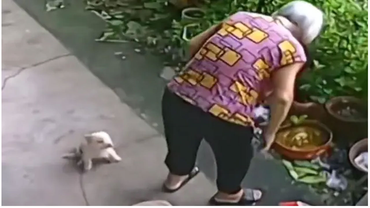 వైరల్‌ వీడియో : బామ్మకు కుక్కపిల్ల ఆసరా..ఎలా సాయం చేసిందో చూడండి..!