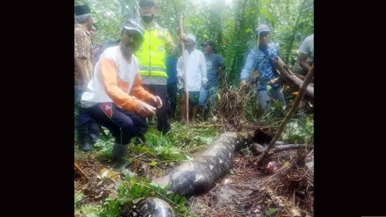 Viral Video | షాకింగ్‌.. మహిళను మింగేసిన భారీ కొండచిలువ..!