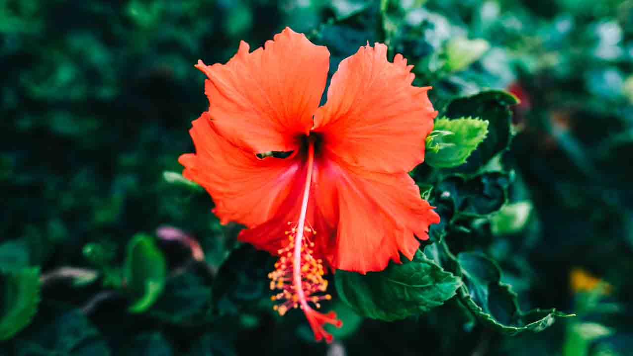 White Hair | మందార పూలతో జుట్టు తెల్లబడటం తగ్గుతుందా? ఏం చేయాలి?