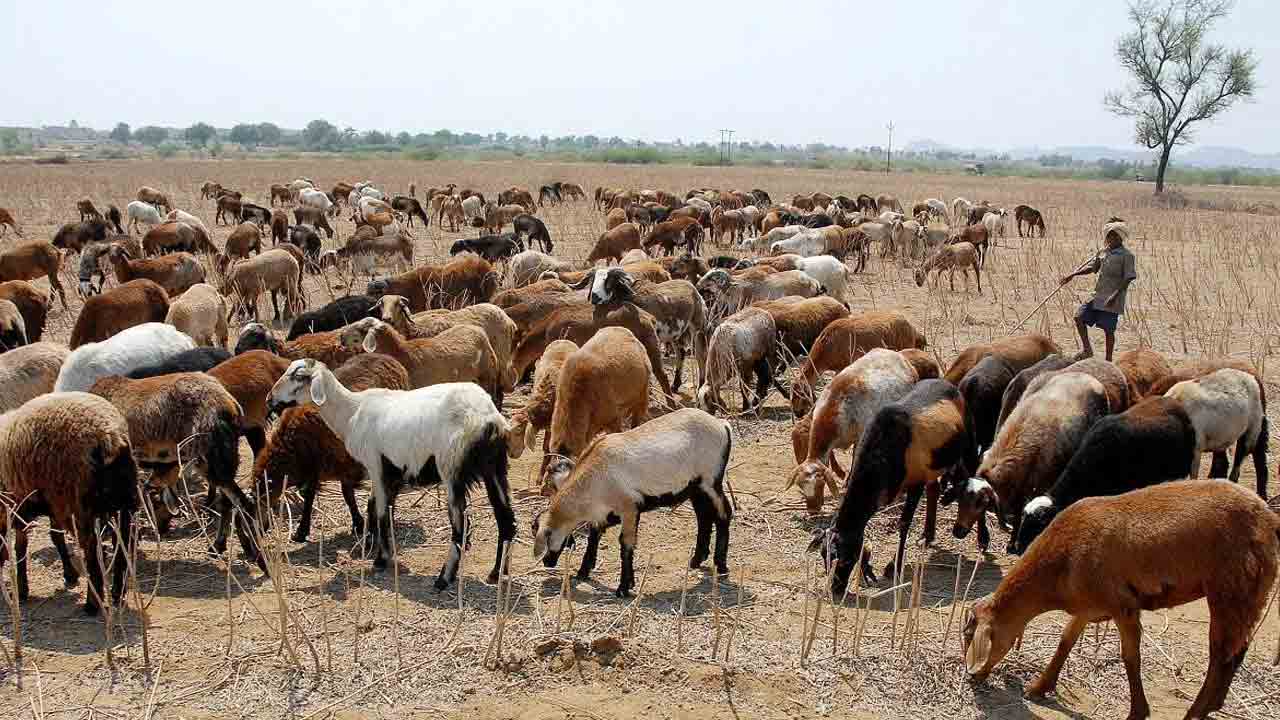 రైలు ఢీకొని 335 గొర్రెలు మృతి.. ఈ ఘోరానికి కుక్క‌లే కార‌ణ‌మా..?