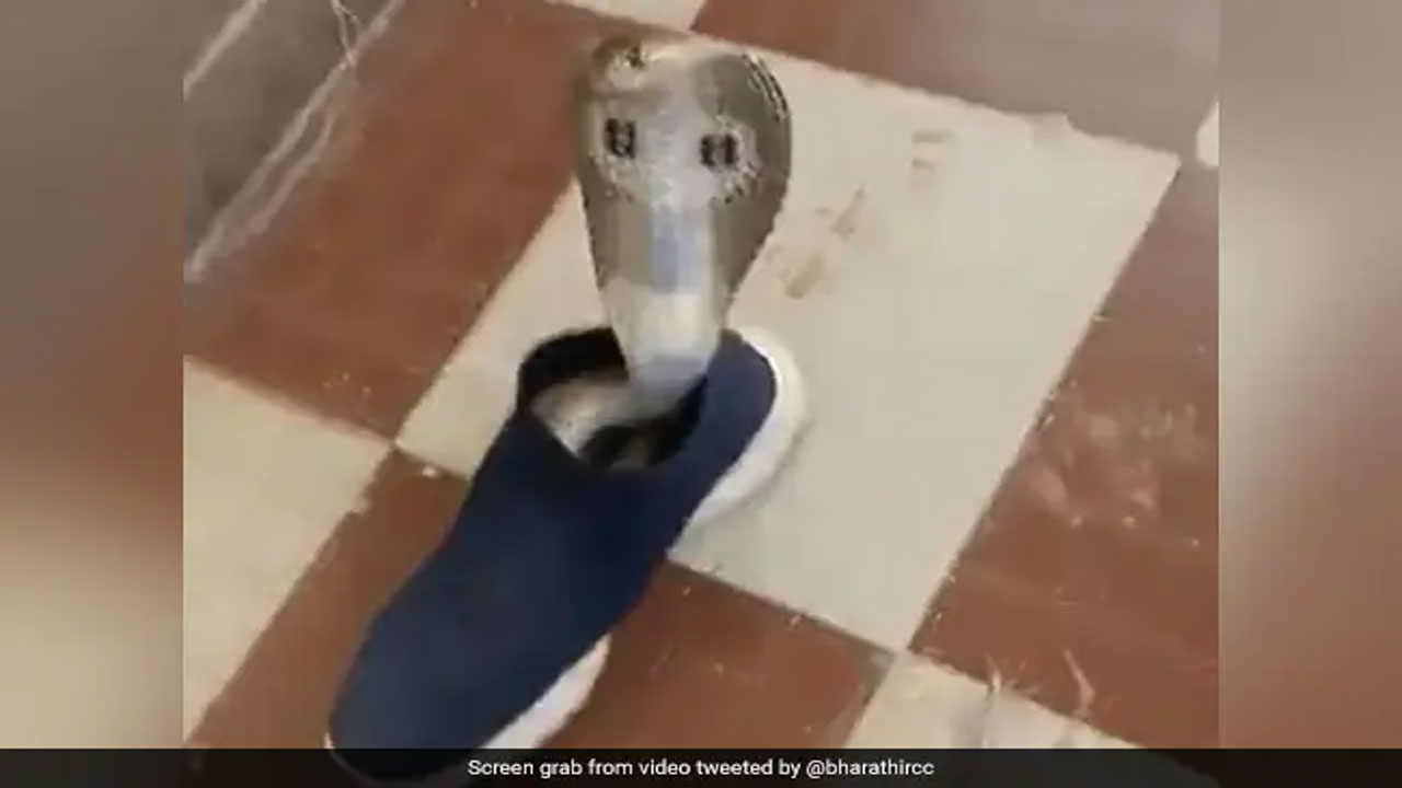 షూలో దాగిన నాగు పాము.. స్ట‌న్నింగ్ వీడియో