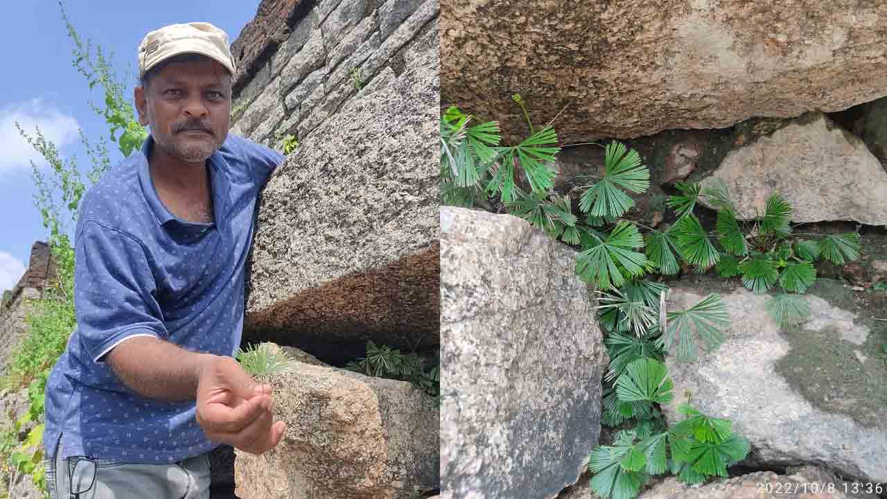 జనగామ జిల్లాలో అరుదైన మొక్క ప్రత్యక్షం