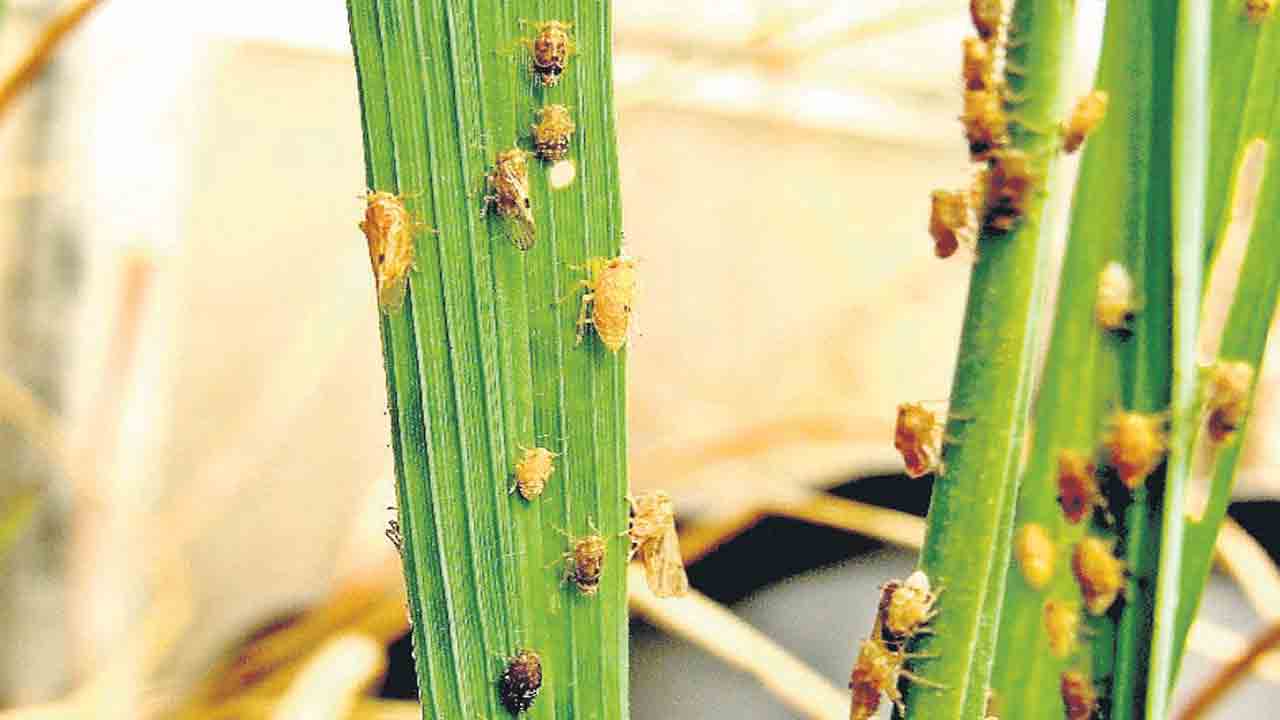 వరికి ‘సుడి’ దెబ్బ